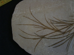 Halochloris vom Monte Bolca