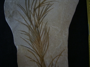 Halochloris vom Monte Bolca