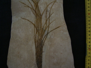 Halochloris vom Monte Bolca