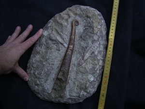 Nautilus Lituites lituus