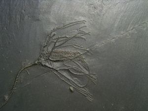 Seelilie Bactrocrinites jaeckeli