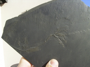 Seelilie Bactrocrinites jaeckeli
