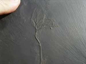 Seelilie Bactrocrinites jaeckeli