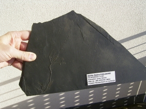 Seelilie Bactrocrinites jaeckeli