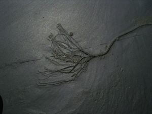 Seelilie Bactrocrinites jaeckeli