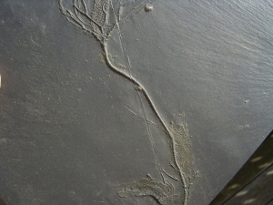 Seelilie Bactrocrinites jaeckeli