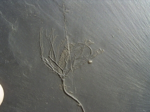 Seelilie Bactrocrinites jaeckeli