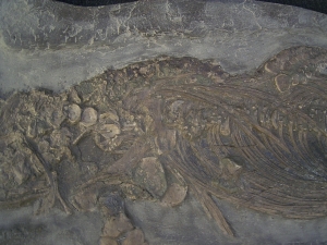 Ichthyosaurus Baby Skelett