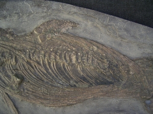 Ichthyosaurus Baby Skelett