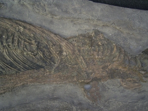 Ichthyosaurus Baby Skelett