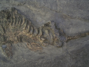 Ichthyosaurus Baby Skelett