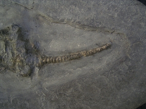 Ichthyosaurus Baby Skelett