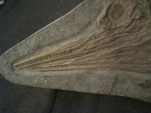 Ichthyosaurus Baby Skelett