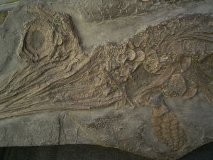 Ichthyosaurus Baby Skelett