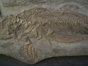 Ichthyosaurus Baby Skelett
