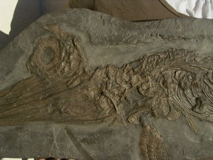 Ichthyosaurus Baby Skelett