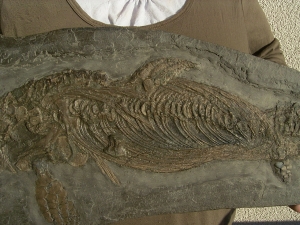 Ichthyosaurus Baby Skelett