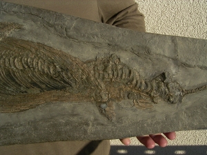 Ichthyosaurus Baby Skelett