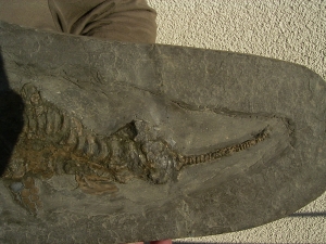 Ichthyosaurus Baby Skelett