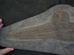 Ichthyosaurus Baby Skelett
