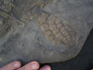 Ichthyosaurus Baby Skelett