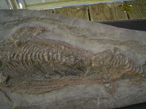 Ichthyosaurus Baby Skelett