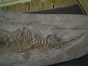 Ichthyosaurus Baby Skelett