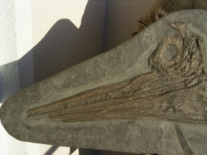 Ichthyosaurus Baby Skelett