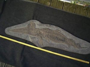Ichthyosaurus Baby Skelett