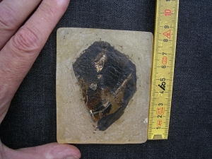Fledermaus Grube Messel
