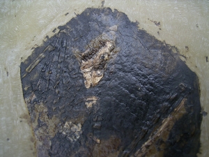 Fledermaus Grube Messel