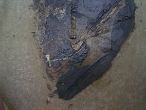 Fledermaus Grube Messel
