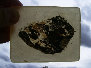 Fledermaus Grube Messel