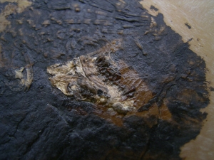 Fledermaus Grube Messel