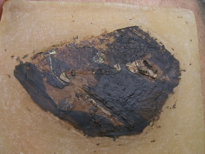 Fledermaus Grube Messel
