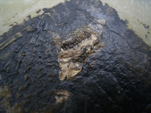 Fledermaus Grube Messel