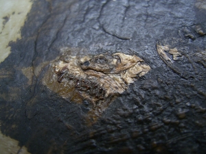 Fledermaus Grube Messel
