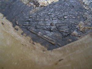 Fledermaus Grube Messel
