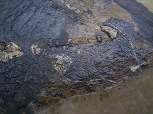 Fledermaus Grube Messel