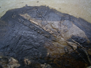 Fledermaus Grube Messel