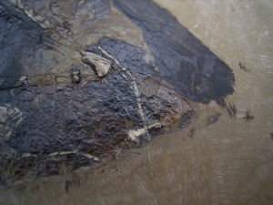 Fledermaus Grube Messel