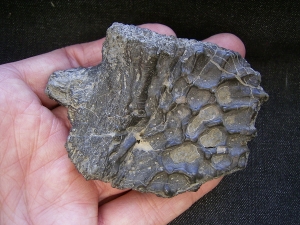 Mastodonsaurus Wirbel und Schaedelteil