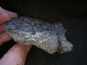 Mastodonsaurus Wirbel und Schaedelteil