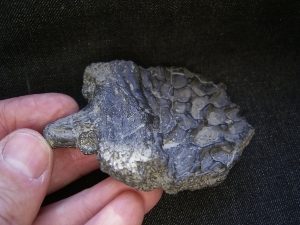 Mastodonsaurus Wirbel und Schaedelteil