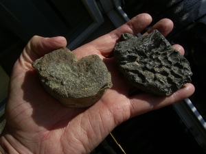 Mastodonsaurus Wirbel und Schaedelteil