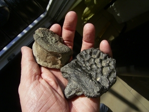 Mastodonsaurus Wirbel und Schaedelteil