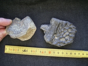 Mastodonsaurus Wirbel und Schaedelteil