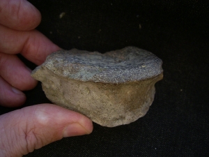 Mastodonsaurus Wirbel und Schaedelteil