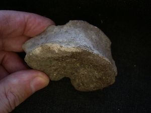 Mastodonsaurus Wirbel und Schaedelteil