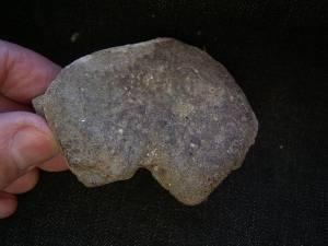 Mastodonsaurus Wirbel und Schaedelteil